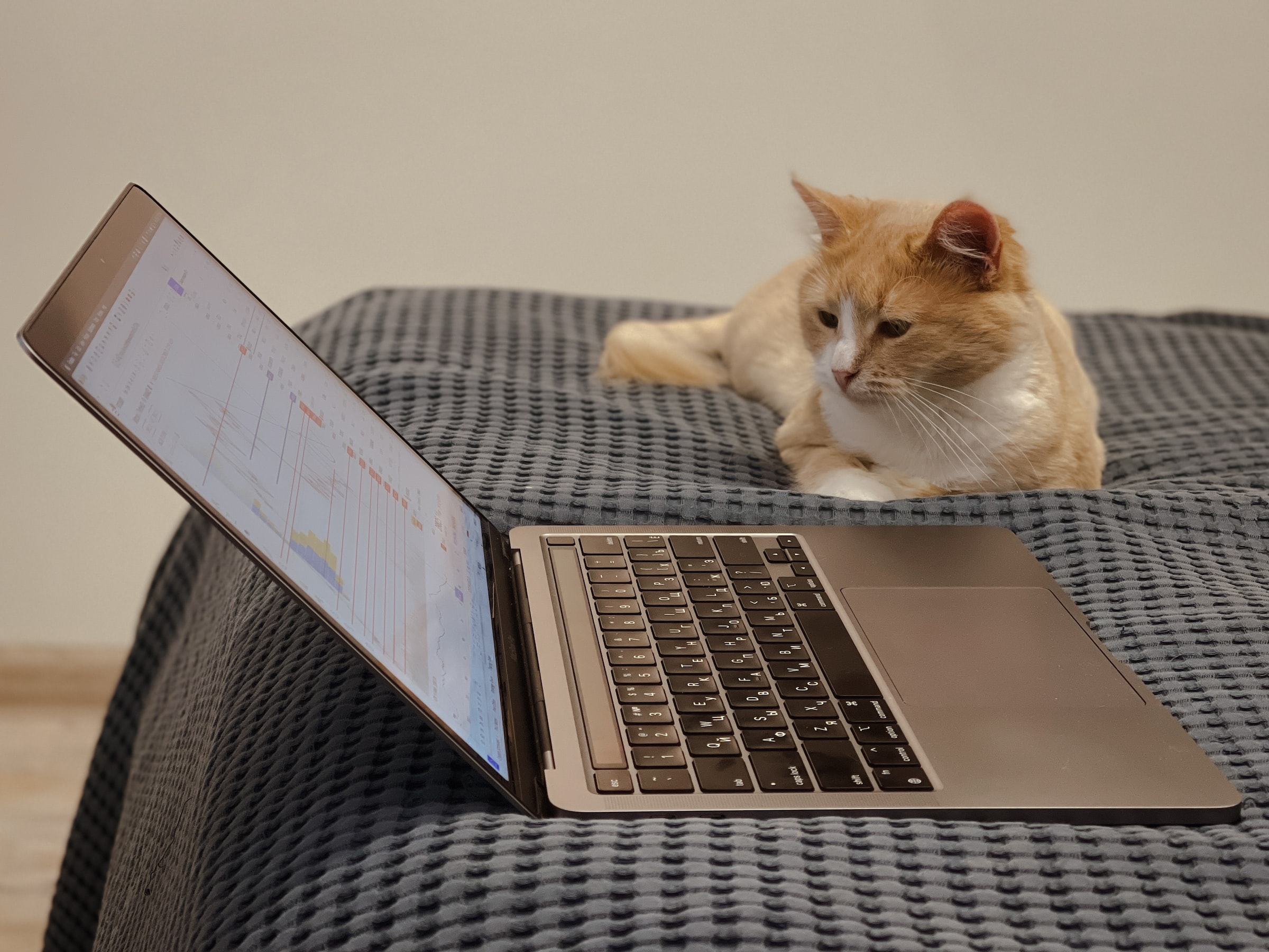 Cat laid on a bed with a laptop 